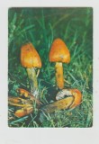 bnk cp Ciuperci - carte postala necirculata