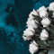 Fototapet Flori172 Trandafiri albi, 200 x 255 cm