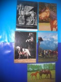 HOPCT LOT NR 405 CAI -FAUNA -5 CARTI POSTALE-CIRCULATE