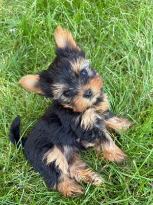 Pui yorkshire terrier foto