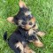 Pui yorkshire terrier