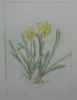 Narcise// gravura colorata, pointe seche