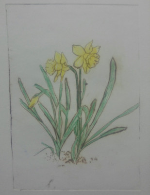 Narcise// gravura colorata, pointe seche foto