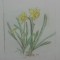 Narcise// gravura colorata, pointe seche