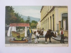 Carte postala Insulele Madeira-Funchal,car cu boi,circulata 1910 foto