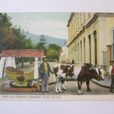 Carte postala Insulele Madeira-Funchal,car cu boi,circulată 1910