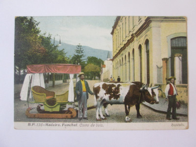 Carte postala Insulele Madeira-Funchal,car cu boi,circulată 1910 foto