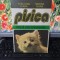 Pisica mică enciclopedie, Filea Ioan și Simona Ivana București Chișinău 1995 171