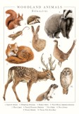 Felicitare Woodland Animals | The Art File