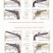 ARME DE FOC DIN MUZEUL MILITAR,MINICOLI DIFERITE,PERECHE,2008,Lp.1794d,MNH.