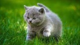 test fdgw 3090 localitate f