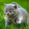 test fdgw 3090 localitate f