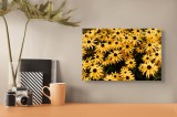 Tablou Canvas, "Dansul florilor de soare aurii", Flori, Galbene, Petale, Centru, Negru, Abundență, Natură, Frumusețe, Vară, 39 x 26 cm, CMCLASS