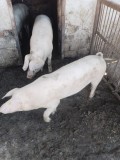 Porci de v&acirc;nzare 80-100kg