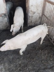 Porci de v&acirc;nzare 80-100kg