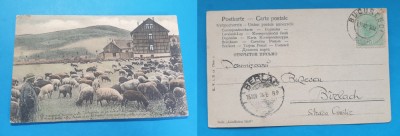 Carte Postala veche anul 1902 - Mioare - corespondenta BIRLAD - piesa Superba foto