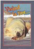 Bnk cp Felicitare - Visand la tine ... - urs polar