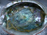 SCOICA ABALONE