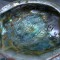 SCOICA ABALONE