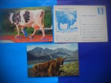 HOPCT LOT NR 453 CORNUTE MARI -FAUNA-3 CARTI POSTALE-NECIRCULATE, Circulata, Printata