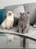 Puiuț British Shorthair