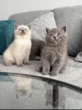 Puiuț British Shorthair