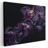 Tablou floare orhidee violet pe fundal negru 1591 Tablou canvas pe panza CU RAMA 40x60 cm