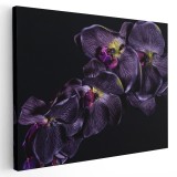 Tablou floare orhidee violet pe fundal negru 1591 Tablou canvas pe panza CU RAMA 30x40 cm