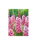Bulb, Gladiole, Ted&#039;s trump, Calibru 8/10