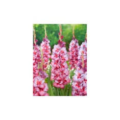 Bulb, Gladiole, Ted&#039;s trump, Calibru 8/10
