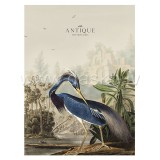 Caiet A4 Matematica, 80 File, SHKOLYARYK - Coperta Birds, Hartie 60gr