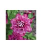 Clematis Hot Kisses PBR C2 E Flori Mari Timpurii, Oem