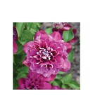Clematis Hot Kisses PBR C2 E Flori Mari Timpurii, Oem