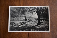 CP Ciobani in Valea Oltului foto