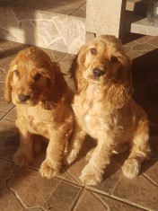 Pui cocker spaniel foto