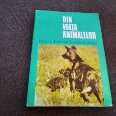 HUGO si JANE VAN LAWICK GOODALL - DIN VIATA ANIMALELOR P3