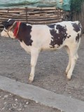 Tauras albastru belgian