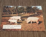 Carte Poștală Umoristică Veche &ndash; &bdquo;Cherchant un quatri&egrave;me pour la belote&quot;, Porci &icirc;n Livadă, Necirculata, Printata