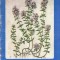 Cimbrisorul - A. Agopian