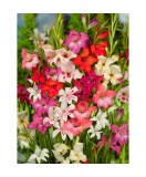 Bulb, Gladiole, Nanus Mix Multicolore, Calibru 9/10, Oem