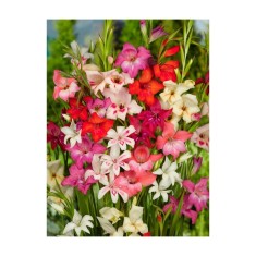 Bulb, Gladiole, Nanus Mix Multicolore, Calibru 9/10