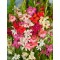 Bulb, Gladiole, Nanus Mix Multicolore, Calibru 9/10
