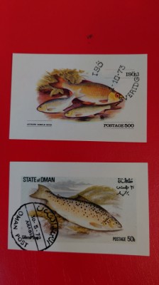 OMAN, PEȘTI - COLIȚE CU URME DE ȘARNIERĂ foto