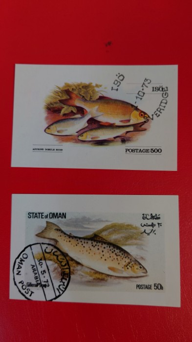 OMAN, PEȘTI - COLIȚE CU URME DE ȘARNIERĂ