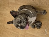 Buldog francez mascul