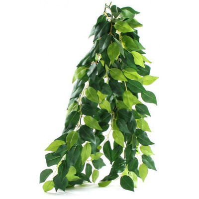 Ficus silk medium - plantă pentru terarium, 55cm foto