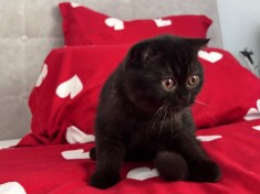 Rasă pură Scottish Straight, motănel cu pedigree și Carnet de Sănătate