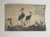 COPII in cuib de BERZE, carte postala circulata in anul 1901 Budapesta - Arad, Ungaria, Printata