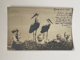 COPII in cuib de BERZE, carte postala circulata in anul 1901 Budapesta - Arad