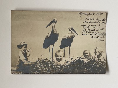 COPII in cuib de BERZE, carte postala circulata in anul 1901 Budapesta - Arad foto